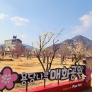 매화공원 이미지