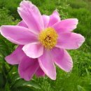 약이 되는 산야초 이미지