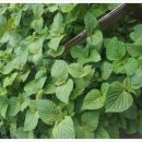 소 외양간 이미지