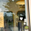 멍지펫살롱 이미지