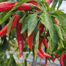 천주농장 이미지