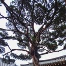 남사-3 이미지