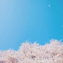 봄 이미지