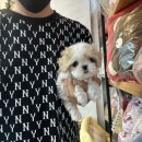 킹카바 이미지