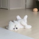 마이달링독 이미지