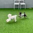 요리조리유치원 이미지