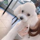 메이저독 이미지