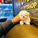 베이비몽 강아지분양 인천청라점 이미지