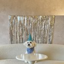 서울애견 | 서울근교 경기도 여주 애견동반 독채펜션 &#39;포리포리&#39; 내돈내산 숙박후기