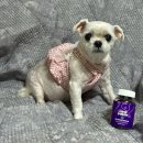 주)메디라인액티브코리아 | 강아지도 크롭티가 유행? 이제.. 메디퍼피 액티브 F를 곁들인…