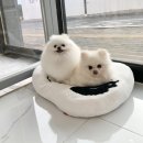 오마이펫 이미지