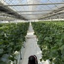 고양농장2 | [경기/고양시] 이한농원 딸기체험 후기｜체험비 없이 즐기는 서울 근교 딸기농장 나들이