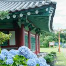 제주도 동쪽 가볼만한곳 추천 성산 혼인지 수국 후기