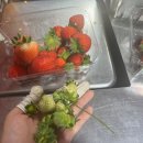 일수농장 | [타즈매니아] 딸기농장 근무 솔직 후기 &amp; 페이슬립🍓