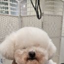 왈왈미용실 이미지