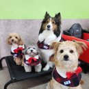 하울 애견 유치원 이미지