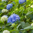 청초약국 이미지