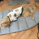 달빛미소 이미지