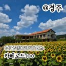 (주)해바라기 | 경주대형카페 무조건 지금 가야하는 해바라기뷰 카페로드100 실시간