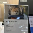 호텔 스카이파크3 | 애견동반호텔 - 휘닉스파크 블루동 스카이로얄 후기
