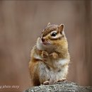 아기다람쥐 이미지