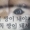매시코리아 Daum카페