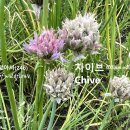 차이브 Chive 야생화를 찾아서(246) 이미지