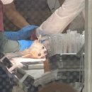 안심동물병원 | 인천 만수동 동물병원 후기｜하태흥반려동물의료센터 만수본점 노령견 건강검진