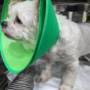 Dr.주 동물병원 | 강동구 동물병원 강아지 종양수술 Dr.주 동물병원