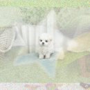 늘품동물병원 | 파주 애견분양 시바견 보고 심쿵사할 뻔?! 늘품 후기