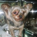 다솔주유소 이미지