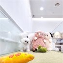 천안강아지분양 우리집퍼피 천안아산본점 (하이도그) | 천안강아지분양 우리집퍼피 천안아산본점 하이도그 건강 체크와 사후관리 필수 항목 안내