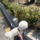 도도하개 이미지