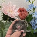 패러그린샵 명지점 | 부산햄스터분양! 골든햄스터분양! 패러그린샵명지점