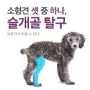 강아지 관절영양제 메이드인 랩 달리 터마신 말티푸에게 맛있게 먹인 후기