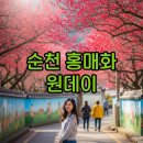 꽃향기고운뜰 | 순천 홍매화 축제·마을 원데이 코스