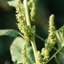 가는털비름 Amaranthus patulus Bertol. 이미지