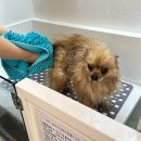 개목욕탕 이미지