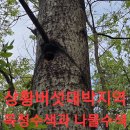 상황대박지 목청 나물답사 산행.10 (원본은 약초 매니아 카페) 이미지