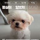 몽실/여아/6살추정 이미지