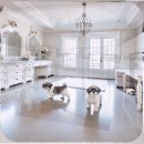 신도시켄넬 | 구래동 미니비숑분양 고민은 이제 그만 성공적인 반려견 입양 후기