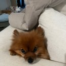 Stan Weistein Quizzes 이미지