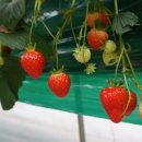 문백농장 이미지