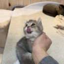 성수왕방힐링마을 | [서울 성동] 길고양이마을 성수협력점 서울 힐링 카페 추천 성수 실내 데이트