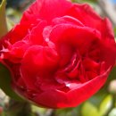 동백꽃백화점 이미지