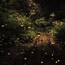 반딧불이의 기억 이미지