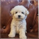 초코네 애견샵 | 시흥강아지분양 만족한 애견샵