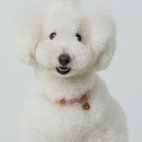 트릿펫