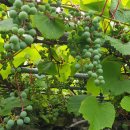 숲속옹달샘도서관 이미지