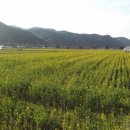 맹방유채꽃마을 이미지